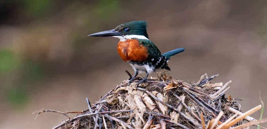 Una pequeña ave martín pescador.